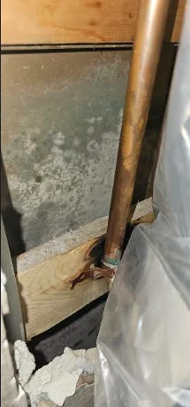 mold damage repair experts